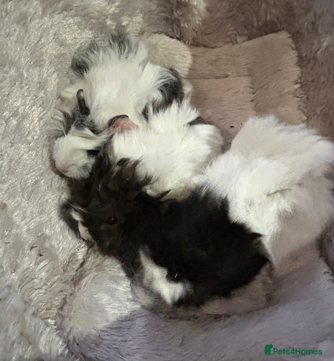 Guinea Pig rodents for sale: GORGEOUS BABY GUINEA PIGS - Advert 17