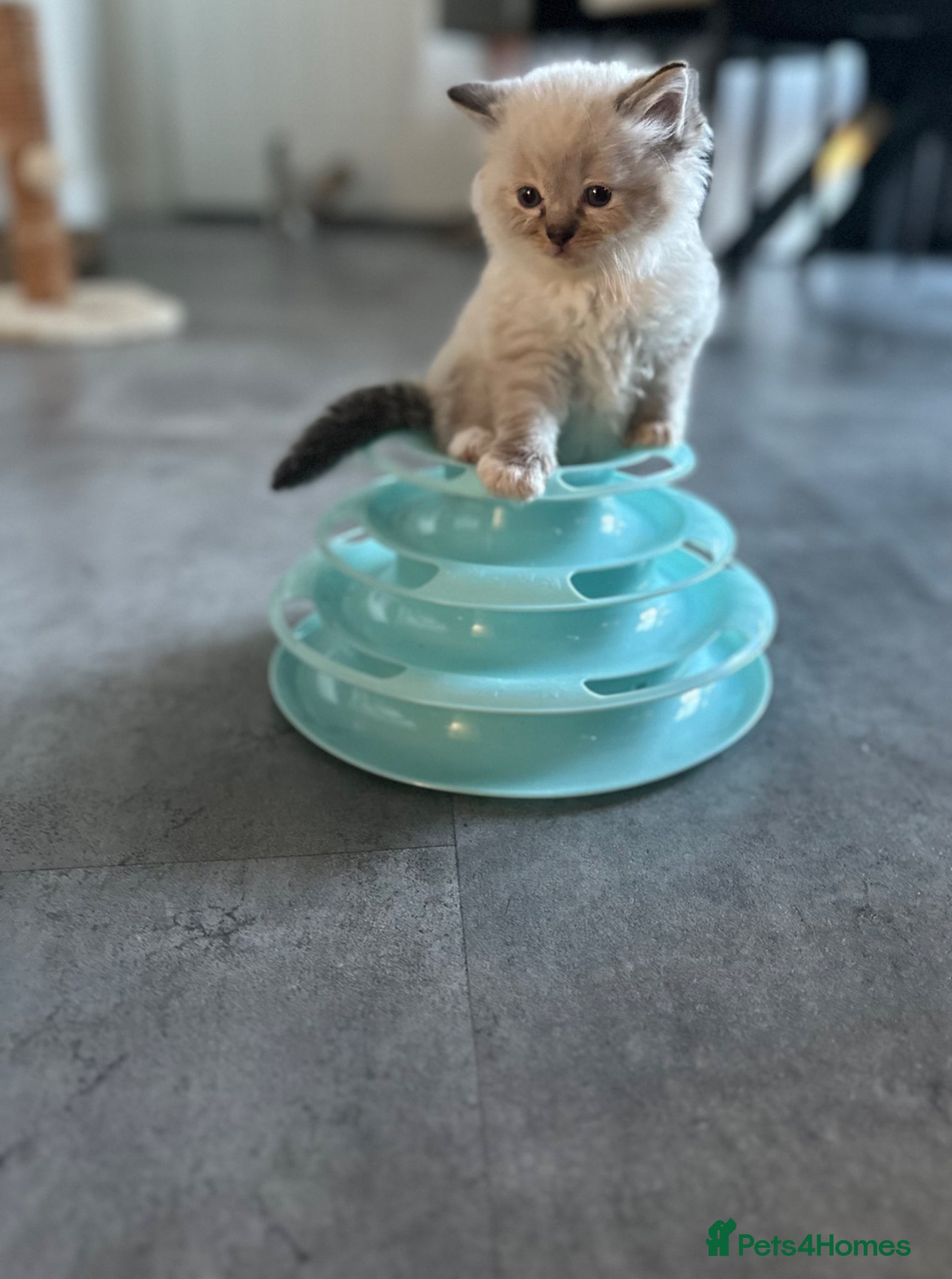 Ragdoll cats 💝 stunning gccf line of tabby/point ragdolls 💝 - Advert 1