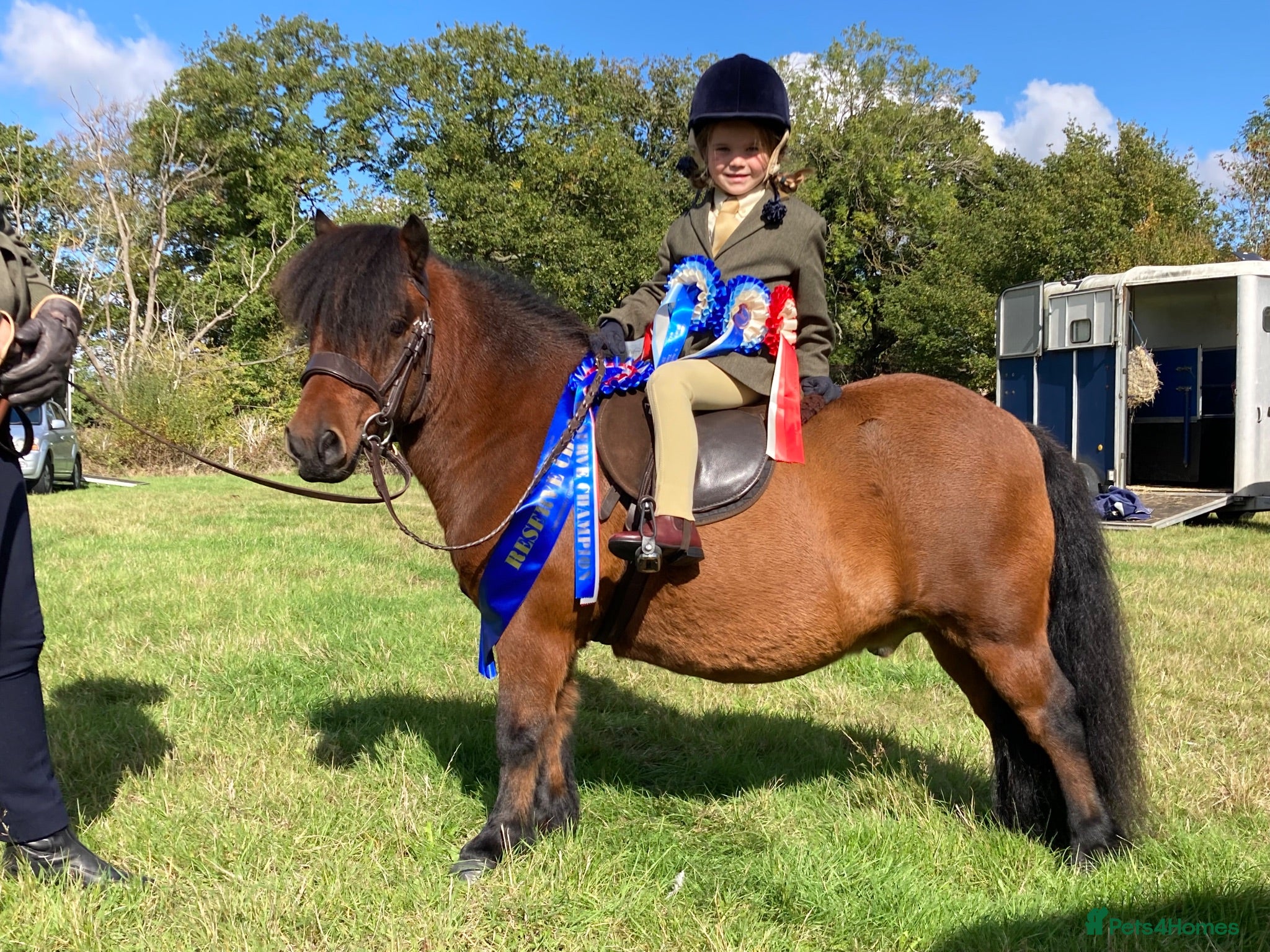 Shetland pony horses Child’s best friend  - Advert 3