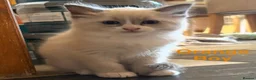 Ragdoll cats for sale: Beautiful Ragdolls-Vaccinated-2 boys-3 girls.  - Advert 7