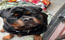 Rottweiler dogs for sale: Beautiful Rottweiler girl. Ready to leave now  - Advert 6