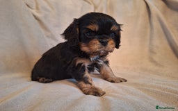 Cavalier King Charles Spaniel dogs for sale:  KC, Health Tested, ready to leave now  - Advert 6