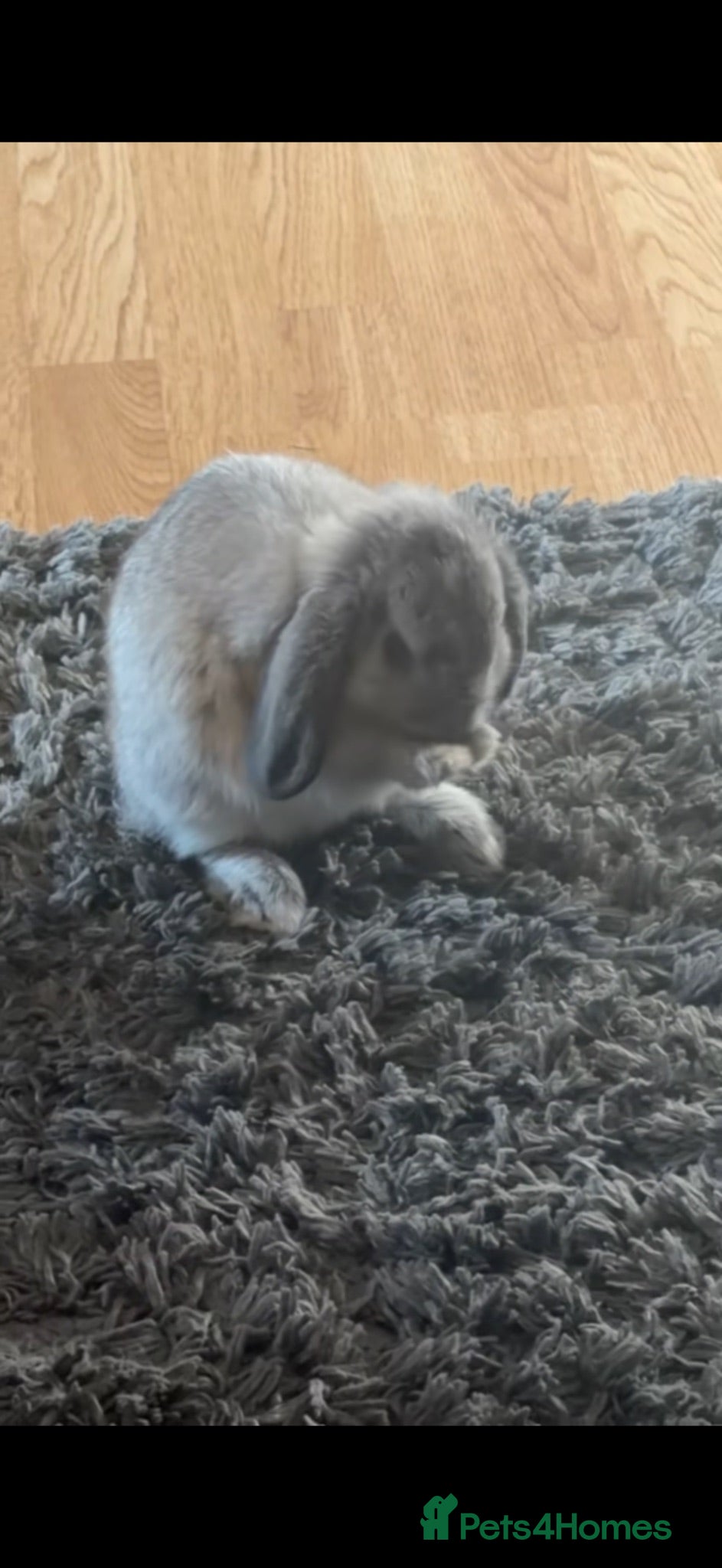 Mini Lop rabbits Mini lop  - Advert 1