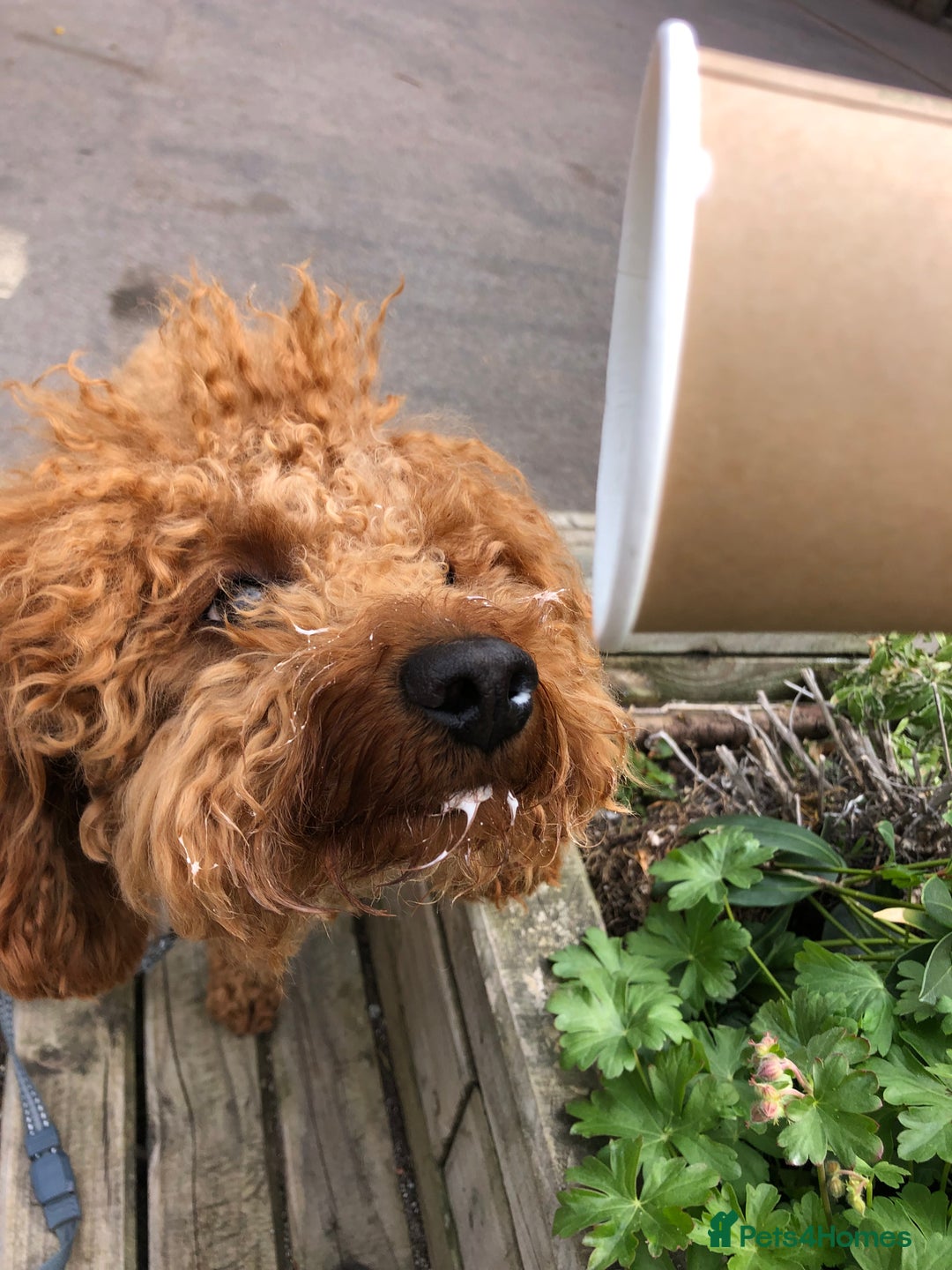 Miniature Poodle dogs for stud: Rufus  - Advert 18
