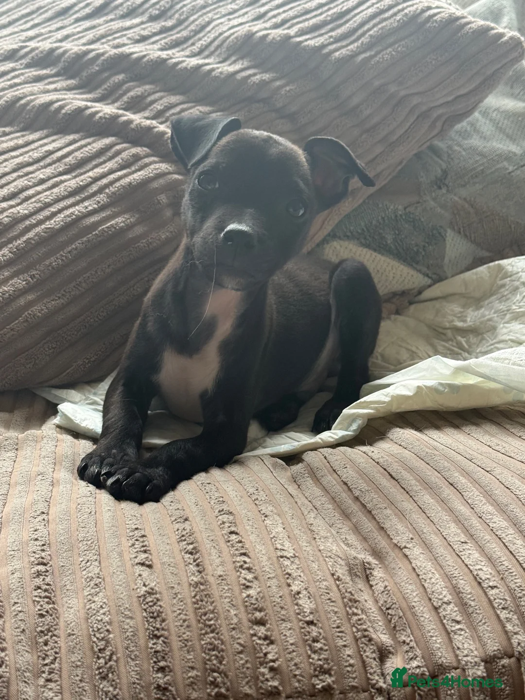 Mixed Breed dogs for sale: Staffy cross puppy  - Advert 3