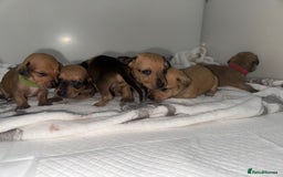 Mixed Breed dogs for sale: Dachshund x Maltese puppies  - Advert 7