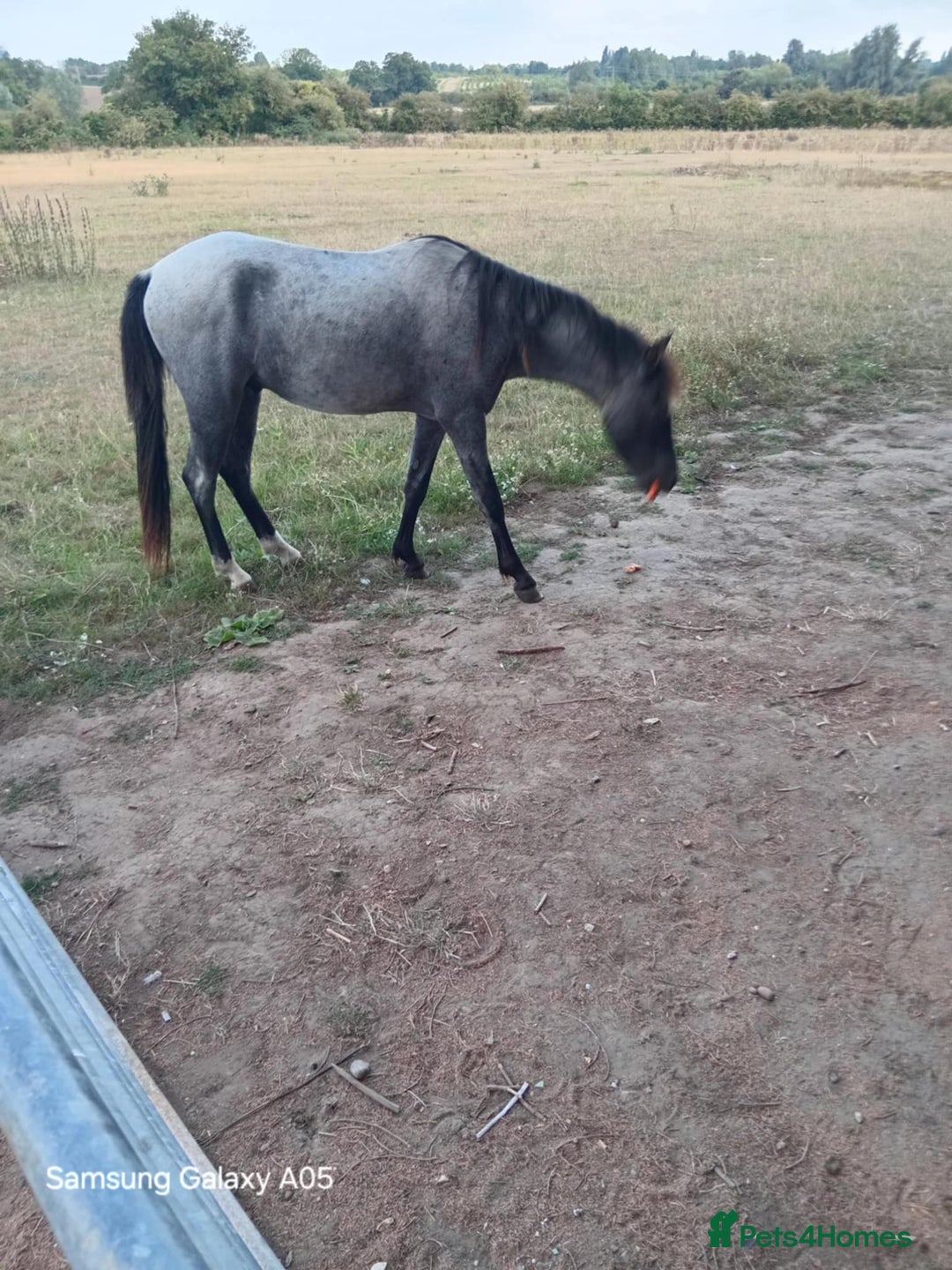 Arabian horse horses for sale: 2 yr old blue roan colt. Arab x welsh. Quick sale - Image 4