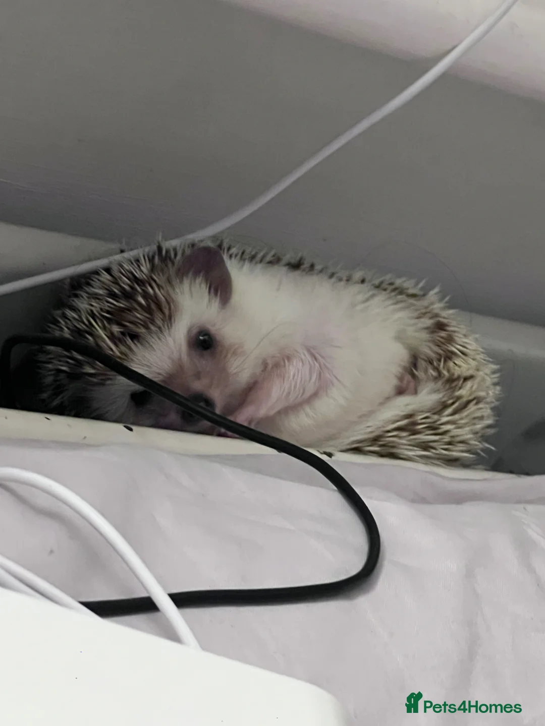 Pygmy Hedgehog rodents for sale: Hettie the Hedghog in Ruislip - Advert 2