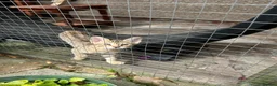 Savannah cats for sale: Savannah F4 girls - Advert 3