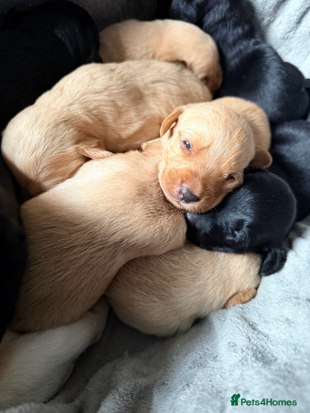 Labrador Retriever dogs for sale: Labrador Pups - Image 7