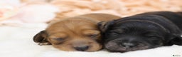 Miniature Dachshund dogs for sale: KC Miniature Dachshund Longhair Puppies - Advert 1