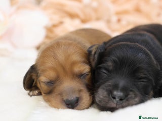 Miniature Dachshund dogs KC Miniature Dachshund Longhair Puppies - Advert 11