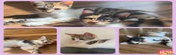 Mixed Breed cats for sale: 3 BEAUTIFUL KITTENS 😸 LOOKING FOR FOREVER HOME   - Advert 1