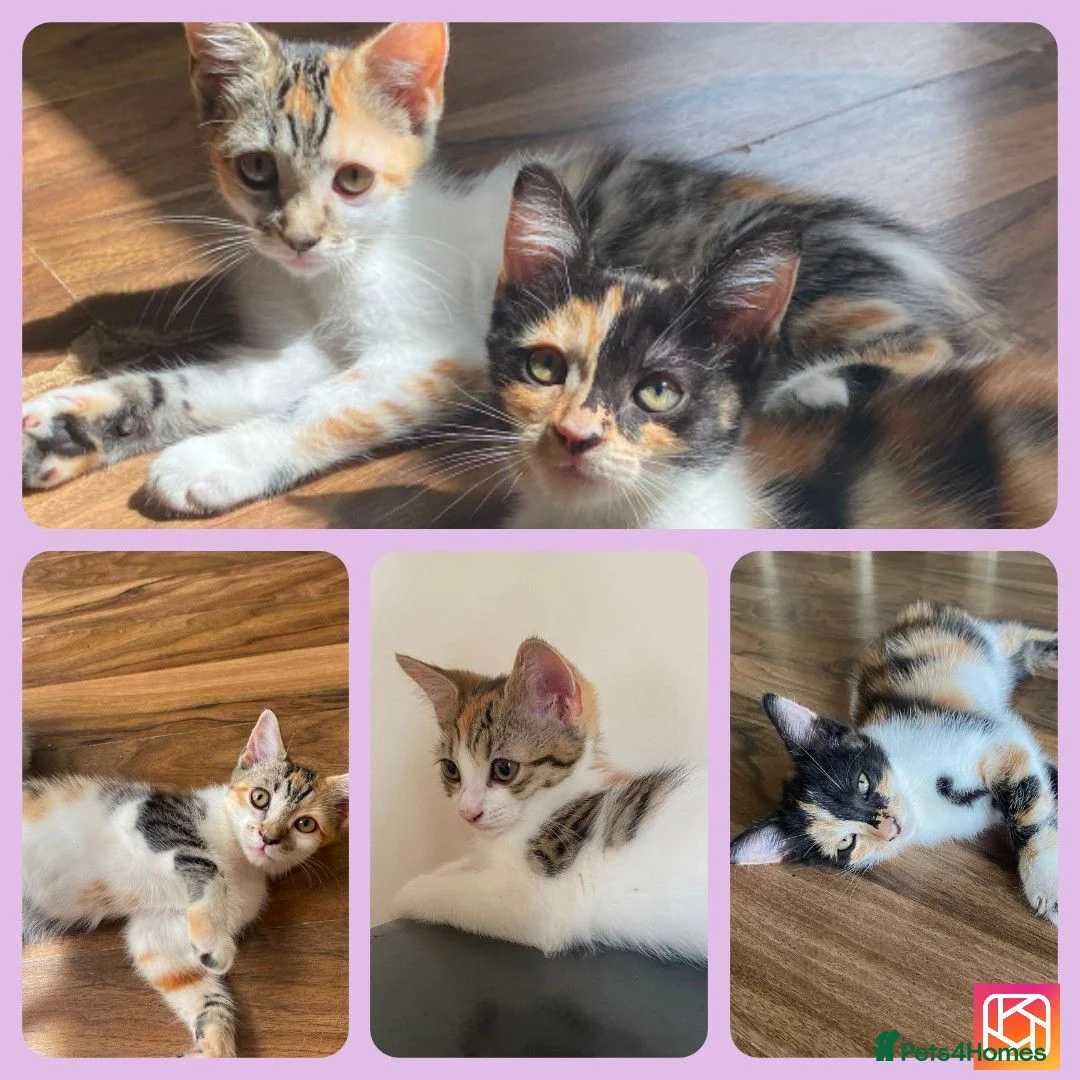 Mixed Breed cats for sale: 3 BEAUTIFUL KITTENS 😸 LOOKING FOR FOREVER HOME   - Advert 1
