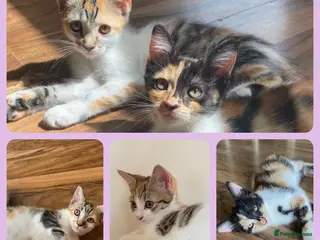 Mixed Breed cats 3 BEAUTIFUL KITTENS 😸 LOOKING FOR FOREVER HOME - Advert 5