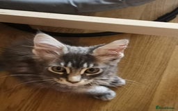 Maine Coon cats for sale: Large Breed Maine Coon Cross - Image 10