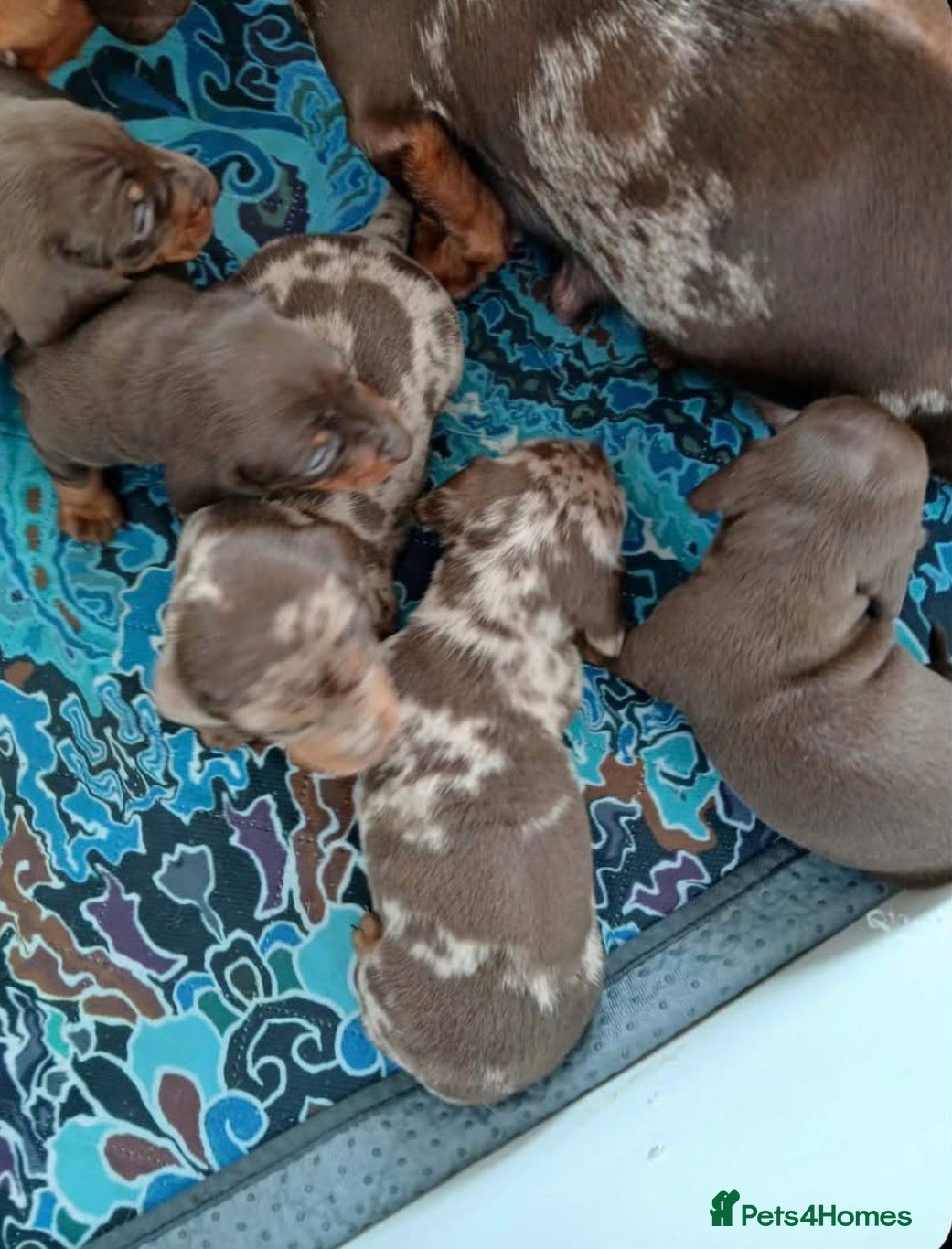 Miniature Dachshund dogs TRUE MINI DACHSHUND HEREDITARY PRA CLEAR - Advert 2