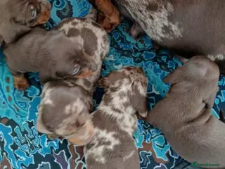 Miniature Dachshund dogs TRUE MINI DACHSHUND HEREDITARY PRA CLEAR - Advert 8