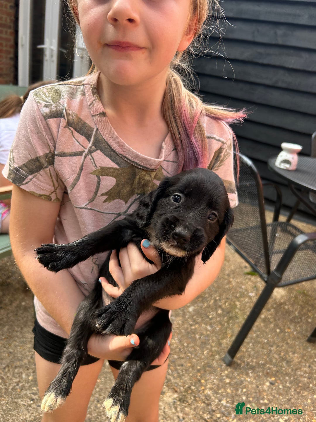 Sprocker dogs for sale: Sprocker Spaniel Puppies - Image 2