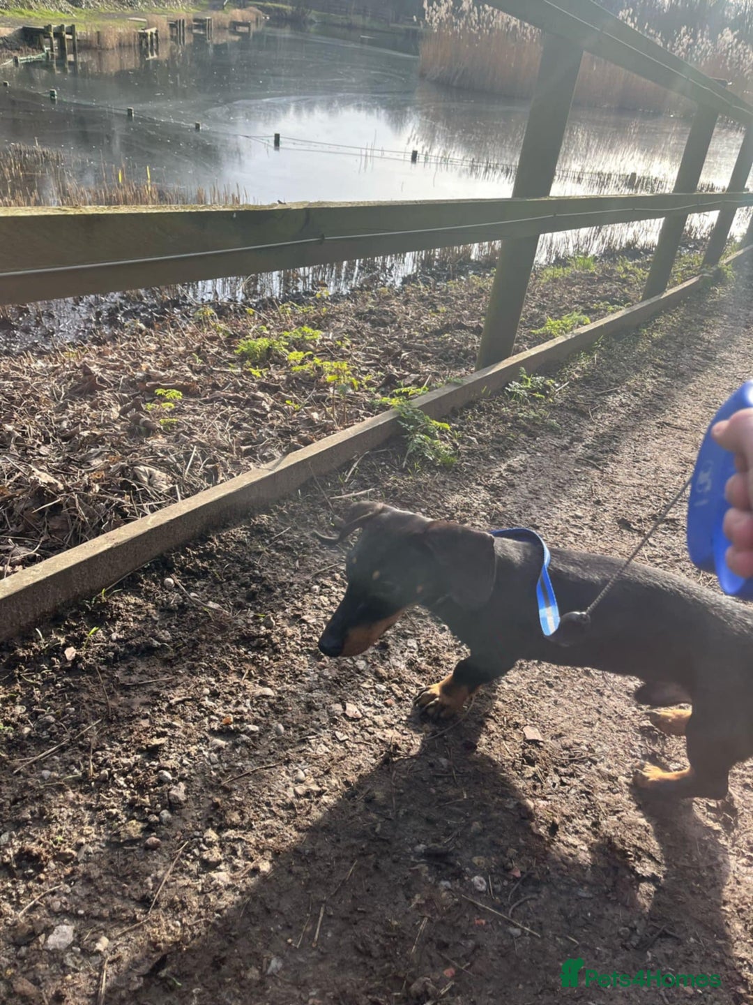 Dachshund dogs for sale: Male dachshund for sale - Advert 3
