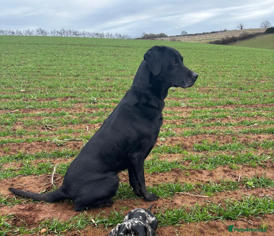 Labrador Retriever dogs for sale: Working Labrador puppies for sale, south Wales’s  - Advert 12
