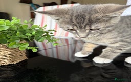 Domestic Shorthair cats for sale: brother and sister  - Image 5