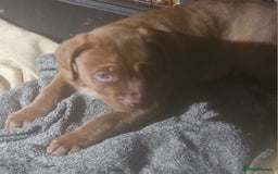 Dogue De Bordeaux dogs for sale: Dog de borduex cross rottweiler  - Image 3