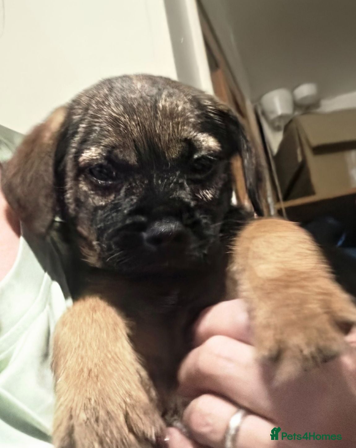 Border Terrier dogs KC Registered Border Terrier Puppies - Advert 1