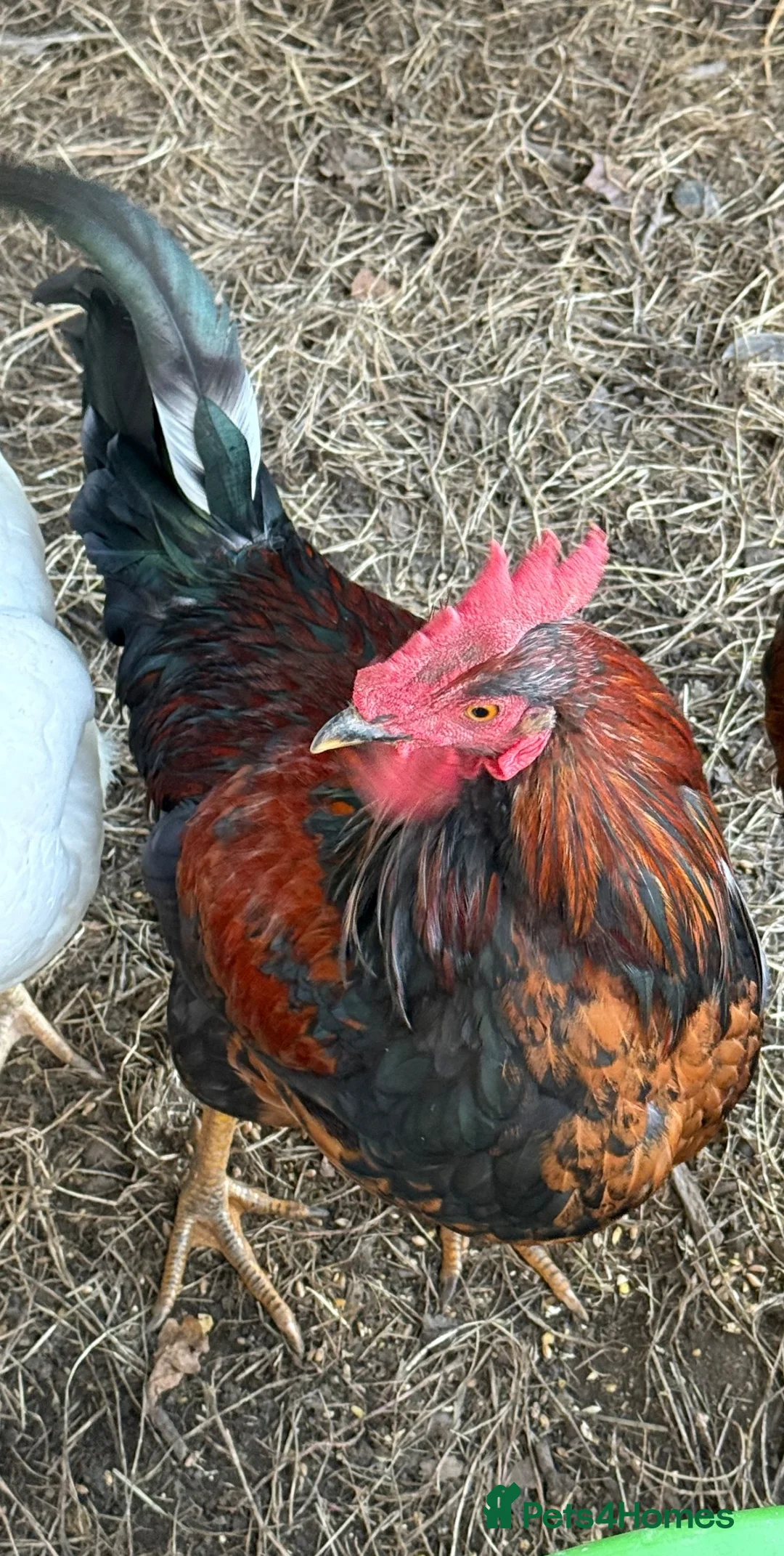 Chickens poultry for sale: Cockerel for sale - Advert 1