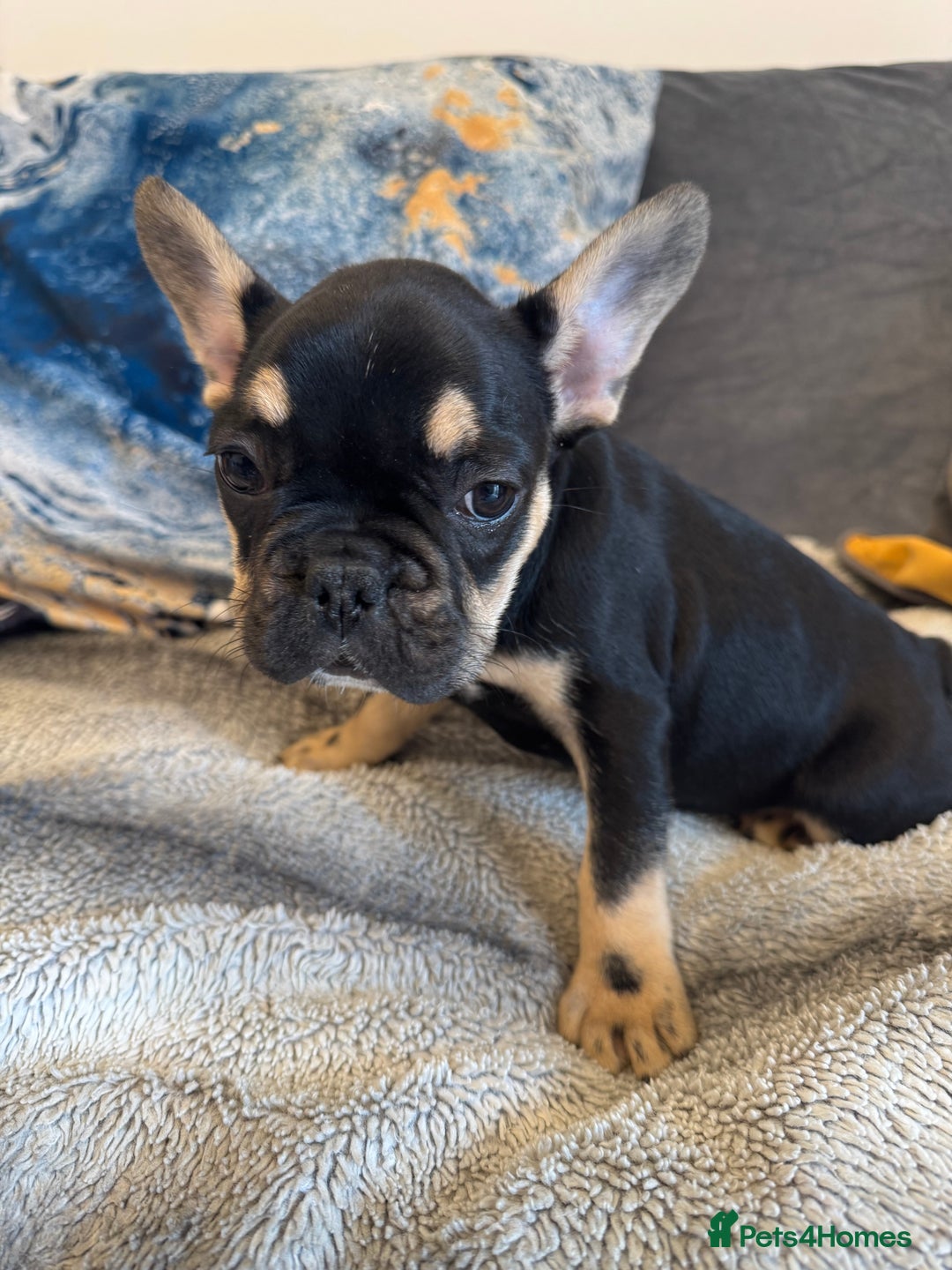 French Bulldog dogs for sale:  REDUCED, 1 GIRL LEFT French bulldog puppies  - Image 11