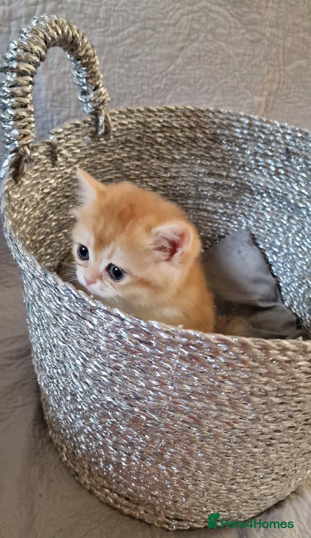 British Shorthair cats for sale: GOLDEN BRITISH SHORTHAIR KITTENS TICA  - Image 12