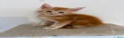 Maine Coon cats for sale: 🧡 Pedigree TICA Registered Maine Coon Kittens 🧡 - Advert 12