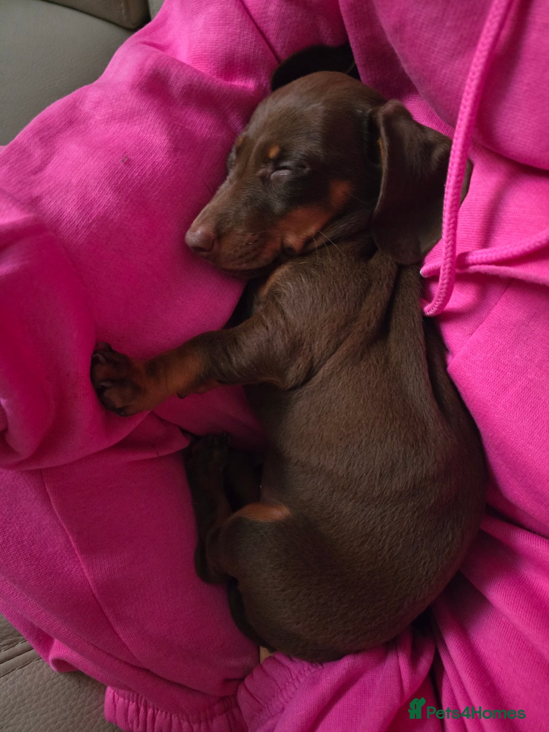 Miniature Dachshund dogs for sale: Galaxy Chocolate: Your Sweetest Adventure Awaits! - Image 10