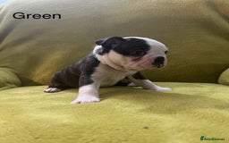 Boston Terrier dogs for sale: Boston terriers for sale - Image 10