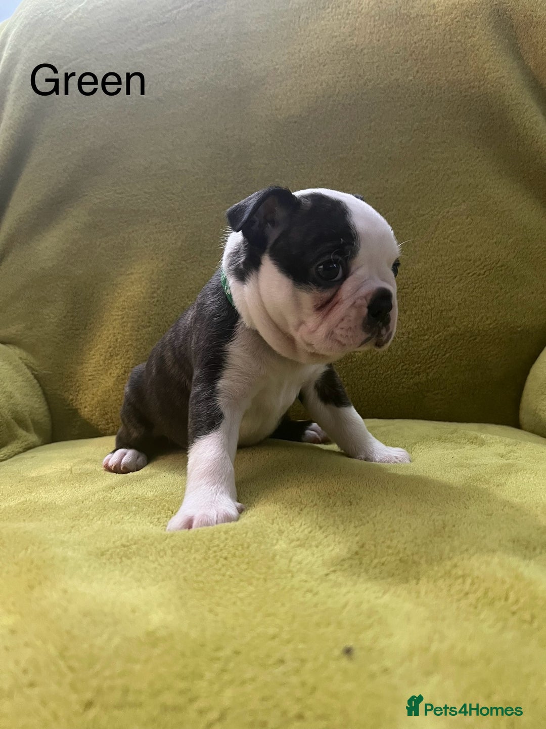 Boston Terrier dogs for sale: Boston terriers for sale - Image 10