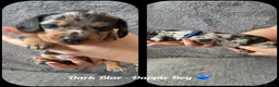 Dachshund dogs for sale: Miniature Dachshund puppies in Tipton - Advert 9