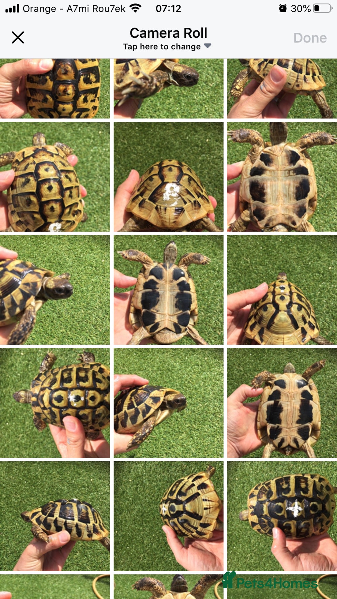 Hermann Tortoise reptiles for sale: Hermanns Dalamation tortoise in Aberdeen - Advert 1