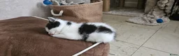 Mixed Breed cats for sale: Queen's 3 little biscuits  - Advert 27