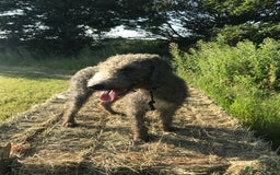 Bedlington Terrier dogs for stud: Bedlington terrier for stud in Barnsley - Image 7