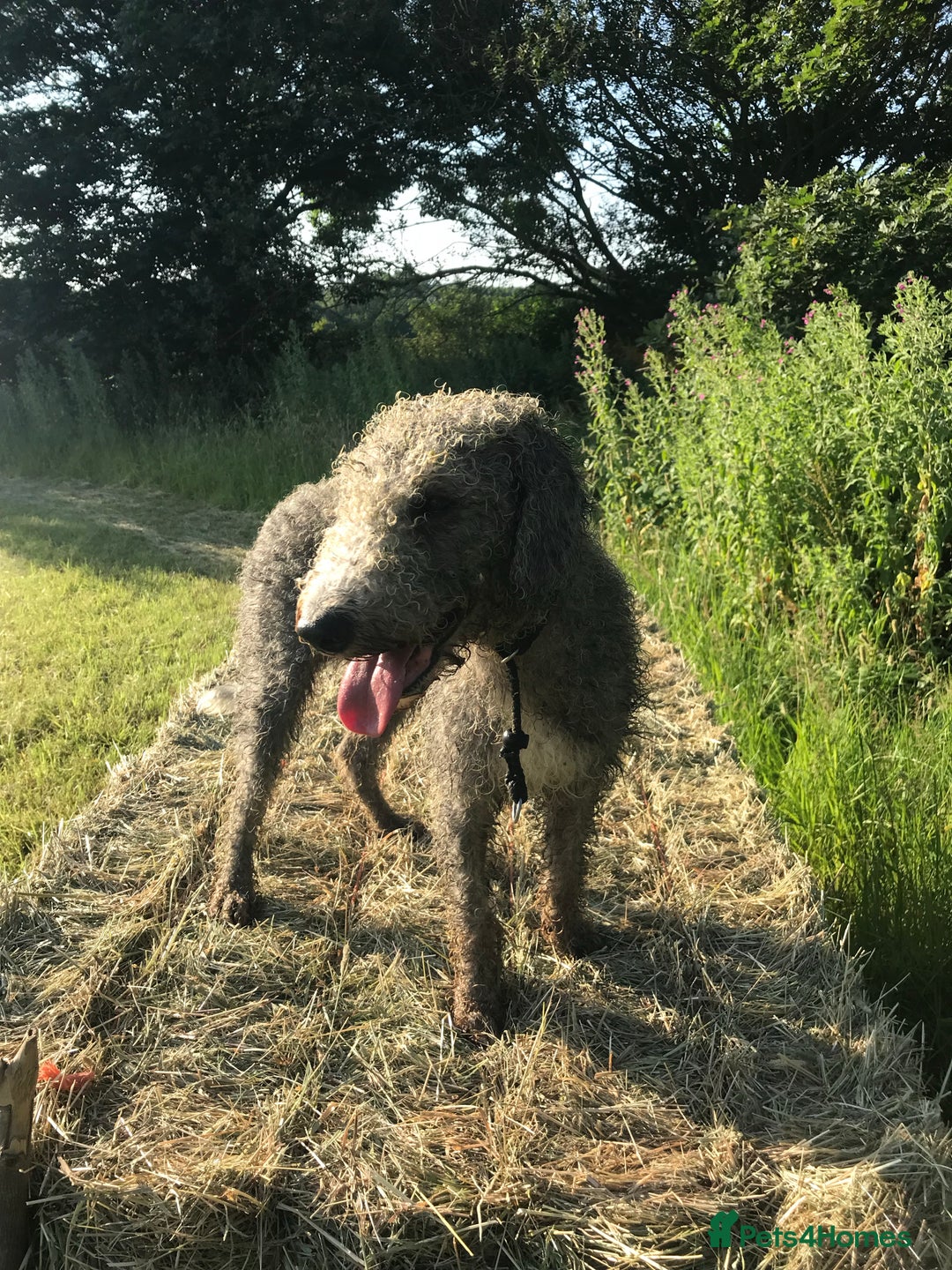 Bedlington Terrier dogs for stud: Bedlington terrier for stud in Barnsley - Image 7