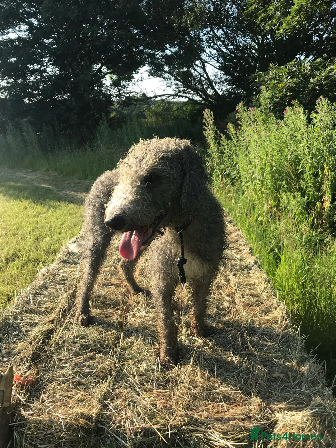 Bedlington Terrier dogs for stud: Bedlington terrier for stud in Barnsley - Advert 7