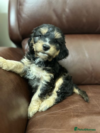 Cockapoo dogs - Advert 8