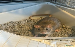 Rat rodents for sale: 2 male rats  - Advert 1