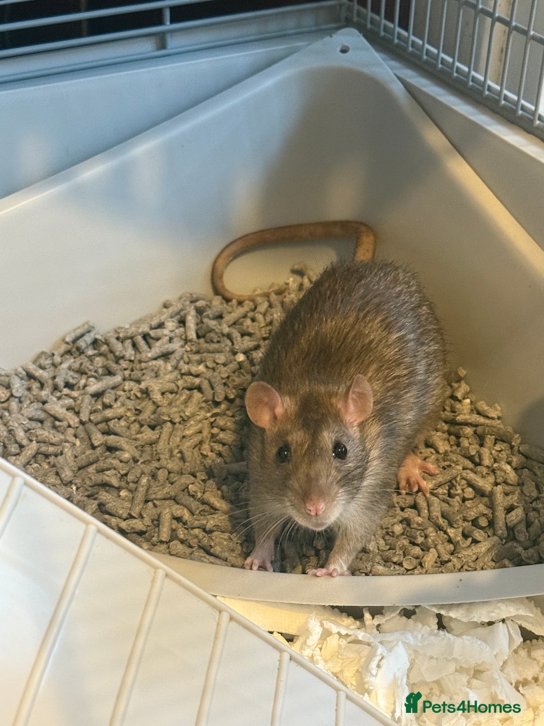 Rat rodents for sale: 2 male rats  - Advert 1