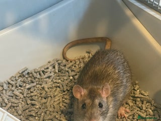 Rat rodents 2 male rats - Advert 1