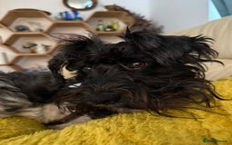Miniature Schnauzer dogs for stud: Beautiful Black Mini Schnauzer proven stud - Image 2