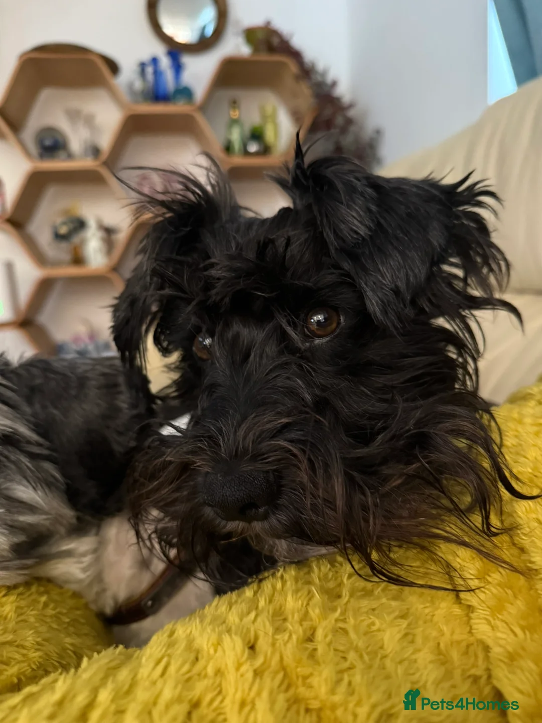 Miniature Schnauzer dogs for stud: Beautiful kc reg Black Mini Schnauzer for stud - Advert 3