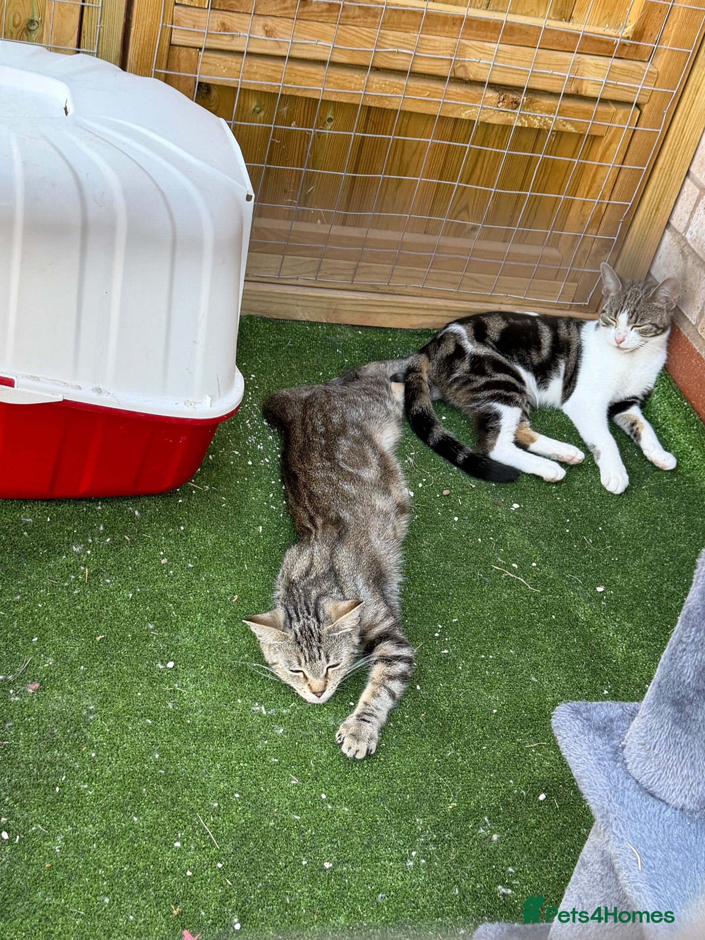 Mixed Breed cats 2 female kittens  - Advert 1