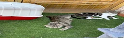 Mixed Breed cats for sale: 2 female kittens  - Advert 1