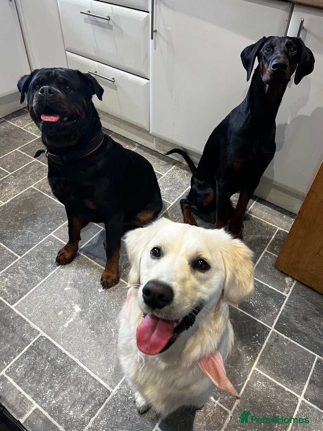 Dobermann dogs for sale: Loving, Cat-Free Home for Wonderful Doberman Girl - Advert 11